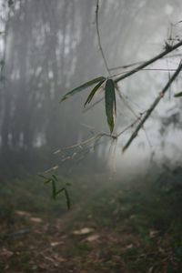 Close-up of plant in water