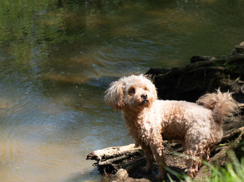 Portrait of a dog in water