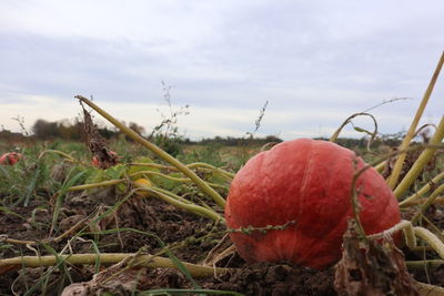 Close-up of strawberry growing on field against sky