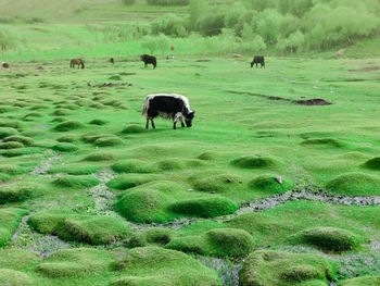 Horses grazing on field