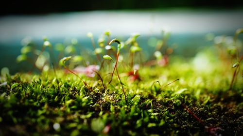 Close-up of fresh green grass in field