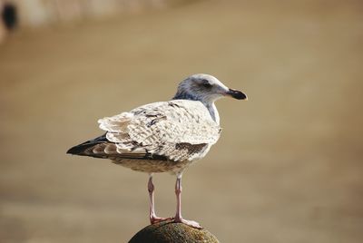 Close-up of bird perching outdoors