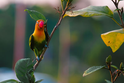 Close-up of bird perching on plant