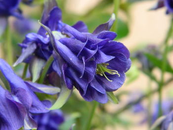 Close-up of purple flowering plant