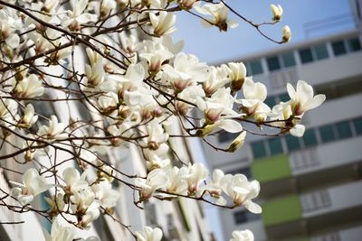 Low angle view of cherry blossoms in spring