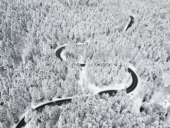 High angle view of animal on snow covered land