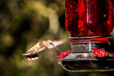 Close-up of bird on red feeder