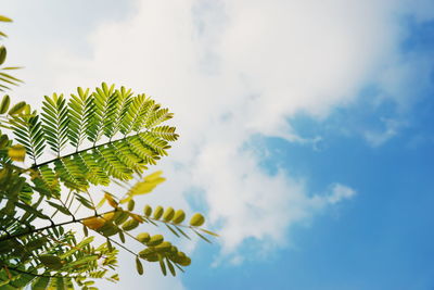 Low angle view of plant against sky