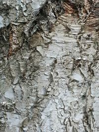 Close-up of tree trunk