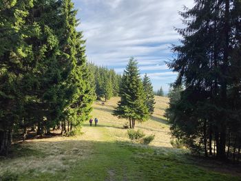 Trees on landscape against sky
