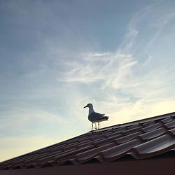 Low angle view of seagull perching on roof against sky