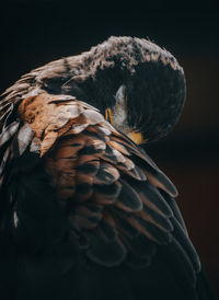 Close-up of eagle against black background