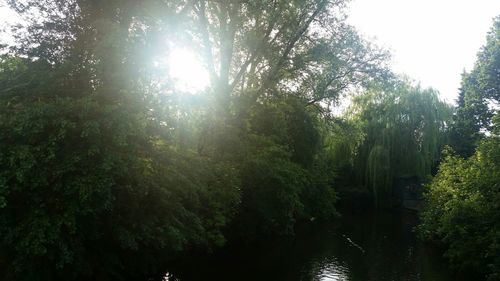 Sun shining through trees