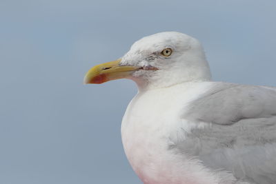 Close-up of seagull against clear sky