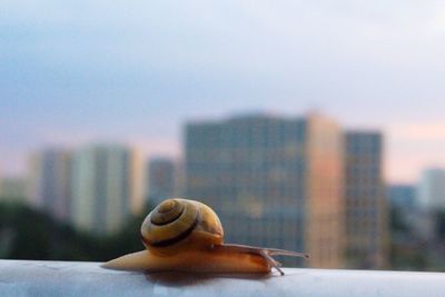 Close-up of snail on railing by city against sky