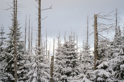 Low angle view of trees in forest during winter