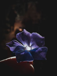 Close-up of purple flower on black background