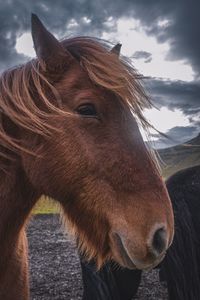 Close-up of a horse on a ranch in iceland