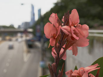 Close-up of pink flowers in city