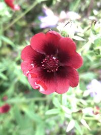 Close-up of red flower