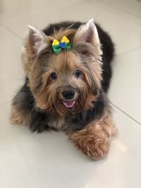 Portrait of cute dog relaxing on floor