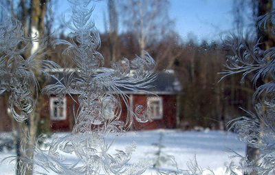 Close-up of snowflakes on window