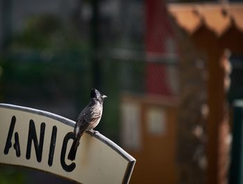 Close-up of bird perching on metal
