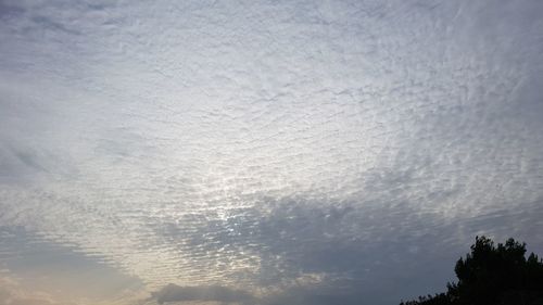 Low angle view of tree against sky