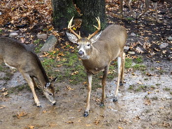 Deer in zoo