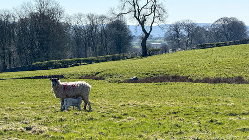 pasture