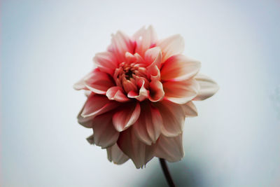 Close-up of pink dahlia against white background