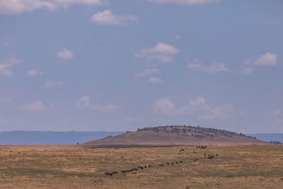 Wildlife maasai mara triangle national reserve park in narok county rift valley in kenya east africa