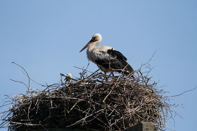 Bird perching on nest