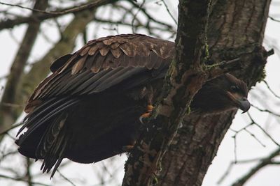 Low angle view of eagle perching on tree