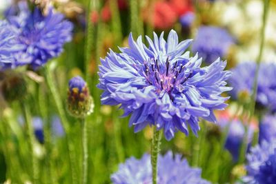 Close-up of purple flowering plants