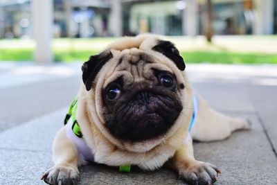 Close-up portrait of a dog