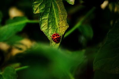 Close-up of butterfly on leaf