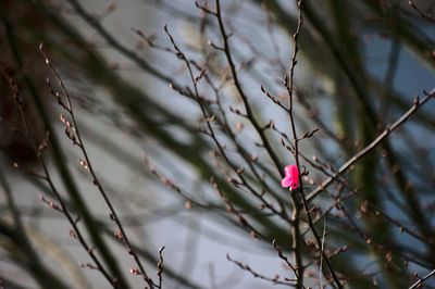 Close-up of red flower growing on tree