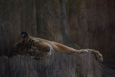 Cat resting on wood in zoo