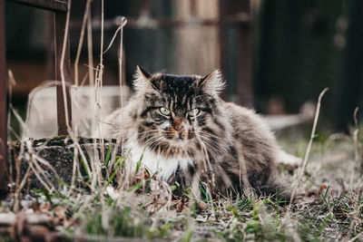 Portrait of a cat on field