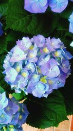 Close-up of purple flowers