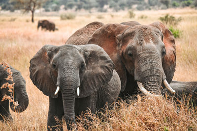 Elephant family