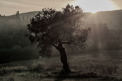 Tree on field against sky