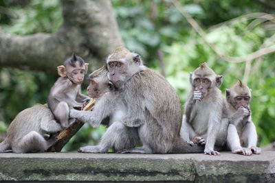 View of monkeys sitting on wall