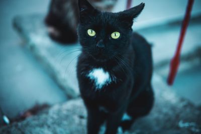 Portrait of black cat