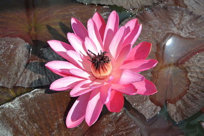 High angle view of pink flower blooming outdoors