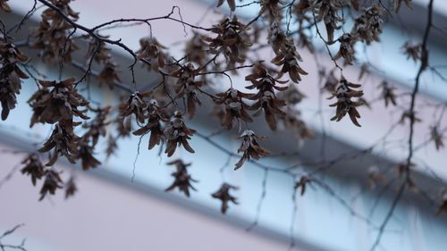 Close-up of dry leaves on tree during winter