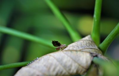Close-up of insect on leaf