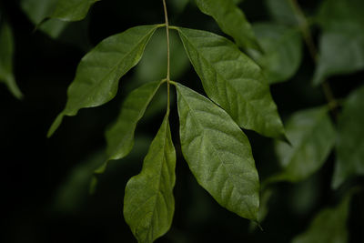 Close-up of green leaves