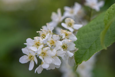 Close-up of white cherry blossom